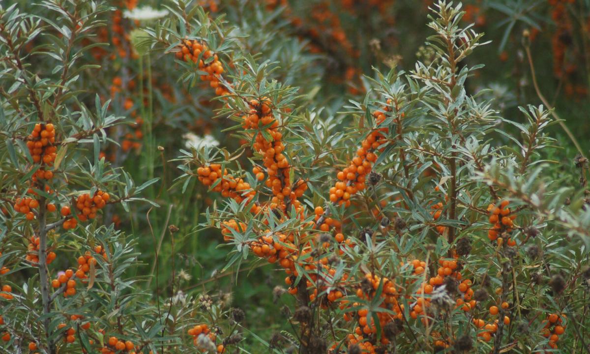 Prevention of leaves of a sea-buckthorn from diseases and how to cure a plant"